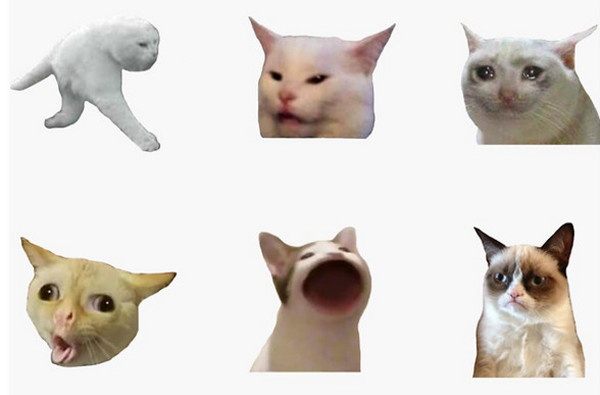 Etiqueta engomada de los gatos del meme en TikTok
