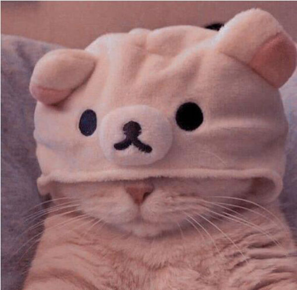 PFP animal