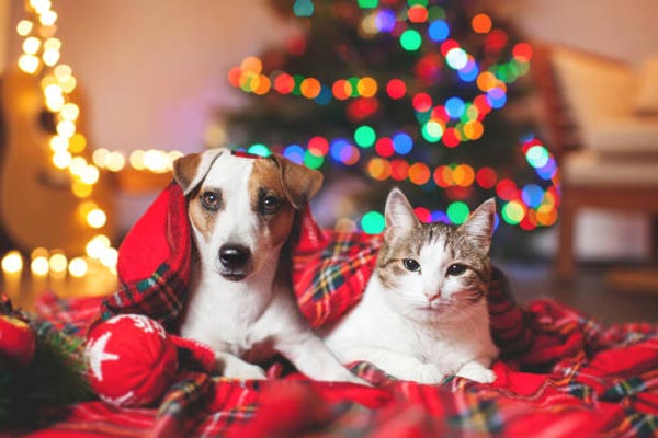 Animais de estimação de Natal