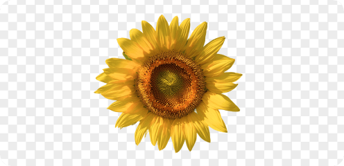 Pflanze PNG